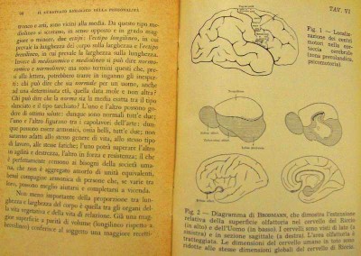 Illustrazione del diagramma di Brodmann. [Pastori 1954, p. 97]