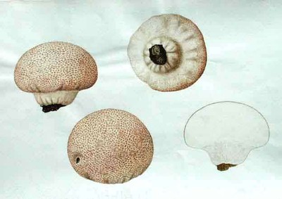 Calvatia lilacina