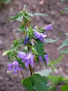 Una Campanula