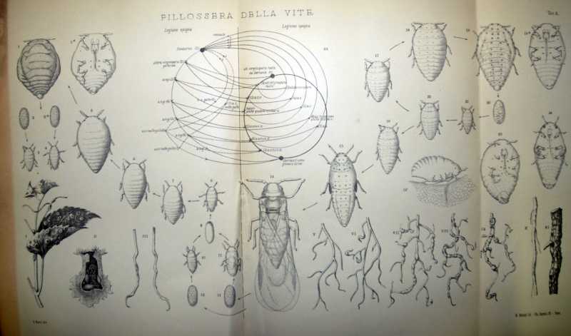 Ciclo vitale della filossera della vite (Tavola disegnata da A. Foà). [Grassi, 1912].