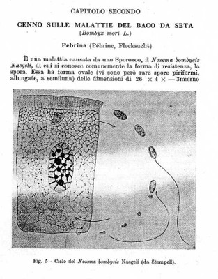 Baco da seta infettato da Pebrina.