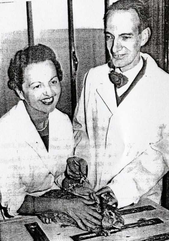 Filomena Nitti con il marito Daniel Bovet in laboratorio il 6 dicembre 1957.  [Bignami, 1993, p. 63]