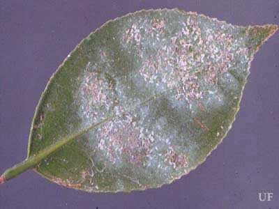 Una foglia con Fiorinia theae, un minuscolo insetto che succhia la linfa, dedicato da F. Parlatore alla Fiorini.