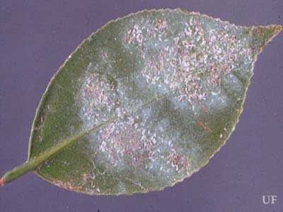 Una foglia con Fiorinia theae, un minuscolo insetto che succhia la linfa, dedicato da F. Parlatore alla Fiorini.