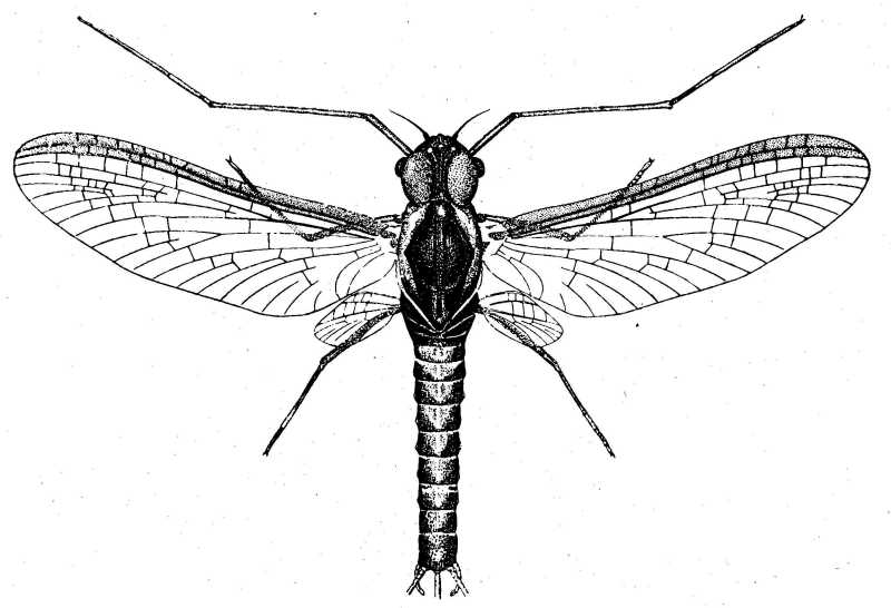 L'effemerottero Choroterpes picteti, disegnato da Lea Grandi. Con permesso di Lea Grandi.