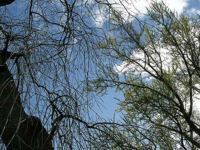 Alberi dell'orto botanico di Urbino.