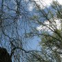 Alberi dell'orto botanico di Urbino.