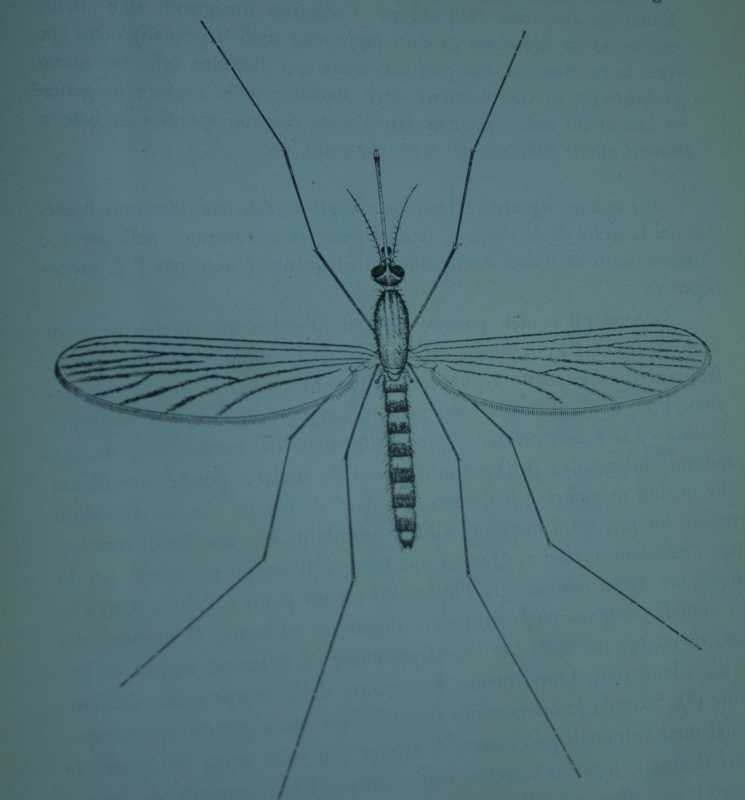 Tavola da La fauna anofelinica delle colonie italiane, 1937