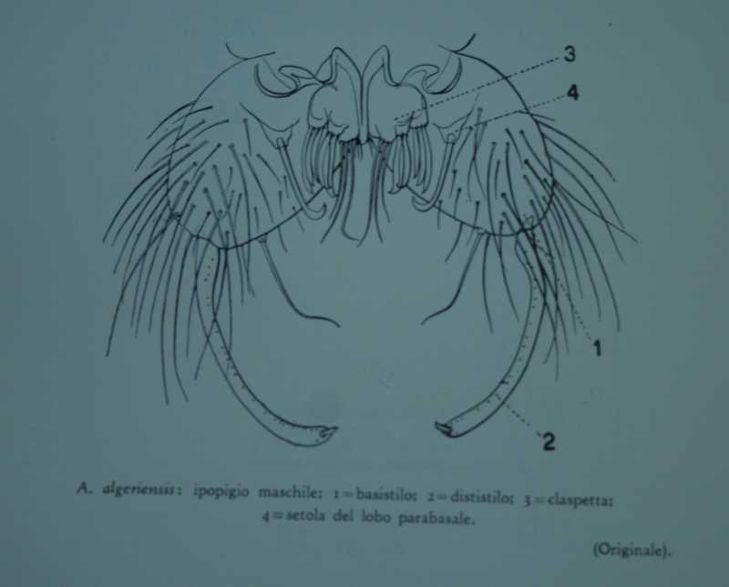 Tavola da Le malattie trasmesse dagli artopodi, 1937